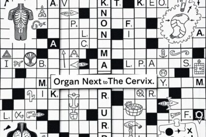 Organ Next to The Cervix Crossword Clue